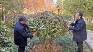 世界杯官网 崇明绿化公司吴欣
